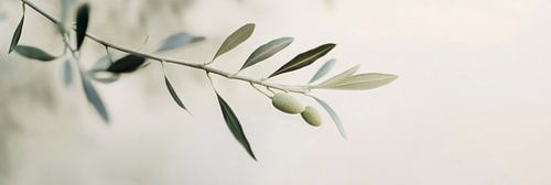 Delicate olive branches in soft colours