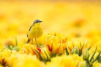 Lente Geel 