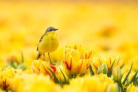Lente Geel  von Ina Hendriks-Schaafsma