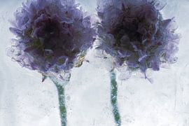 Grass carnation in ice 3 by Marc Heiligenstein