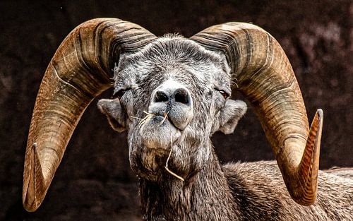 des mouflons d'Amérique .