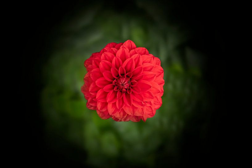 Rote Asteraceae von Ribbi