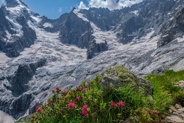 Roses des Alpes et Glacier - Contraste de couleurs et de glace