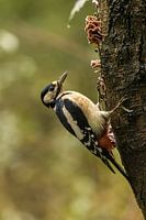 Grote bonte specht in herfst sfeer