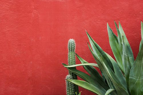 Plantes tropicales devant un mur rouge