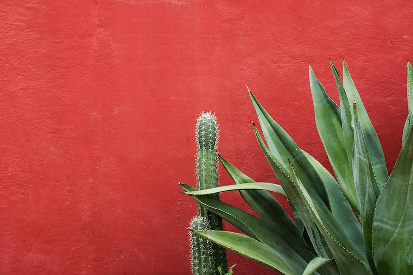 Plantes tropicales devant un mur rouge par Falisha Lavooij