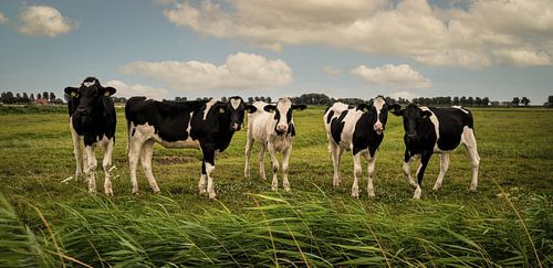 Curious young cows in the meadow