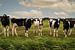 Nieuwsgierige jonge koeien in het weiland van Marjolein van Middelkoop