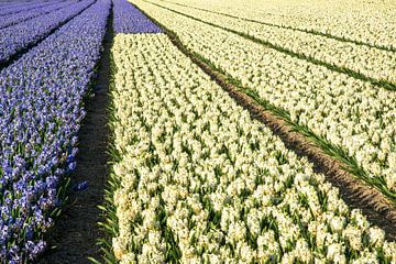 Field with colorful hyacinths in Holland by Jan Fritz