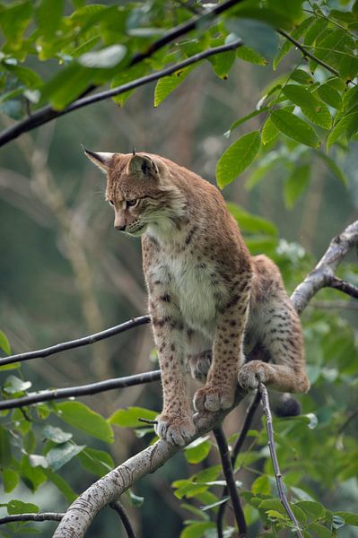 Lynx ( Lynx lynx ) zit in een boom, kijkend naar beneden, Europa. van wunderbare Erde