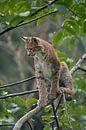 Lynx ( Lynx lynx ) zit in een boom, kijkend naar beneden, Europa. van wunderbare Erde thumbnail