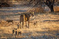 Lion mother with young cubs