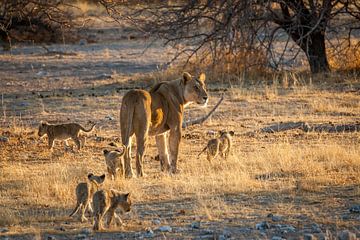 Lion mother with young cubs by Simone Janssen
