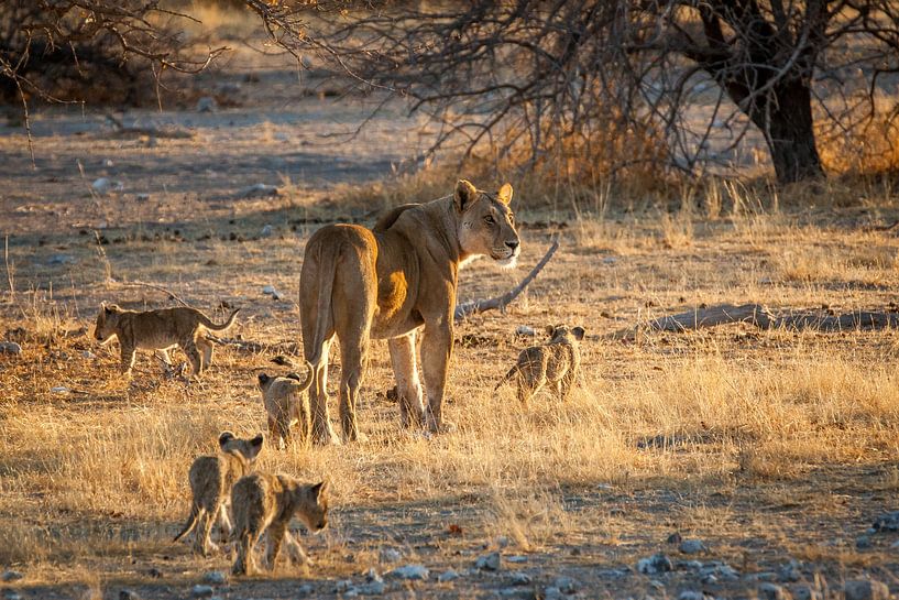 Löwenmutter mit Jungtieren von Simone Janssen
