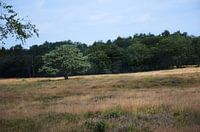 Veluwe's moors