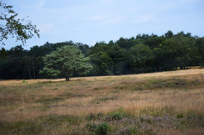 Veluwe's moors by JessevH Foto's