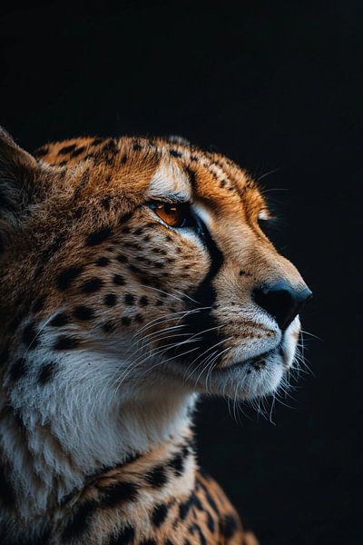 Leopard by Imperial Art House