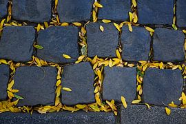 Copplestone with Yellow Leaves