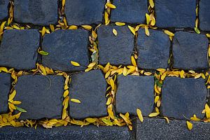 Copplestone with Yellow Leaves