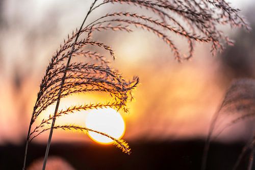 Zonsondergang Natuurfotografie