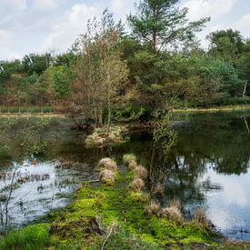 Entre les Fagnes sur Mart Houtman