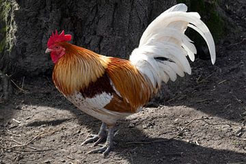 Beautiful multi-coloured rooster stands outside in the yard by Frans Rombout