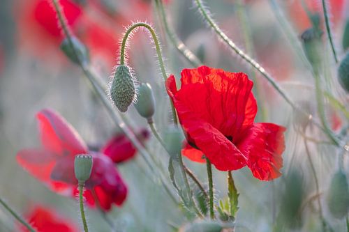 Coquelicots en vert-gris