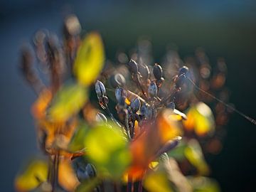 Hertshooi van Rob Boon