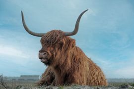 Scottish highlander cow by karin van Ham