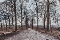 Ontbossing op landgoed Visdonk (Roosendaal, Brabant) van Fotografie Jeronimo thumbnail