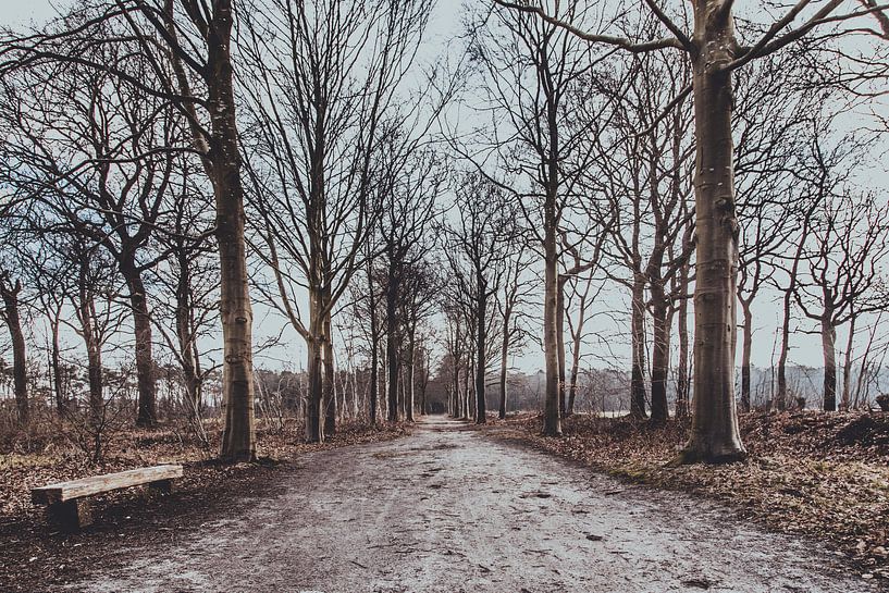 Ontbossing op landgoed Visdonk (Roosendaal, Brabant) van Fotografie Jeronimo
