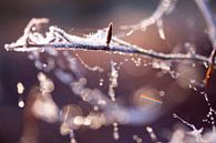 Spinnwebe mit winterlicher Reife von Karijn | Fine art Natuur en Reis Fotografie Miniaturansicht