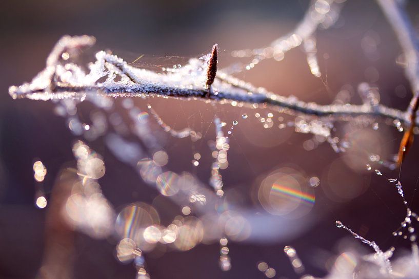 Spinnwebe mit winterlicher Reife von Karijn | Fine art Natuur en Reis Fotografie