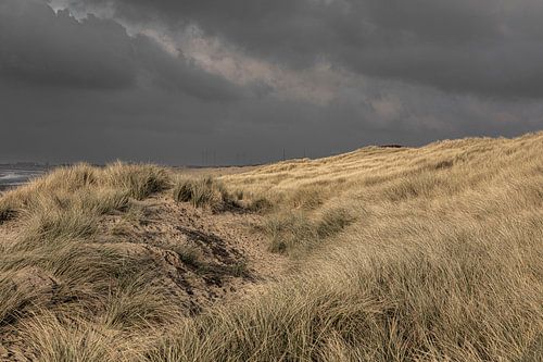 South-Kennemerland Dunes