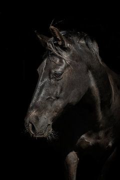 Zorro van Eilandkarakters Ameland