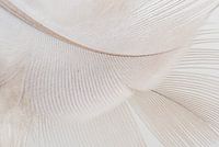 Lignes abstraites apaisantes : une plume
