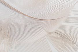 Abstract calming lines: a feather by Marjolijn van den Berg