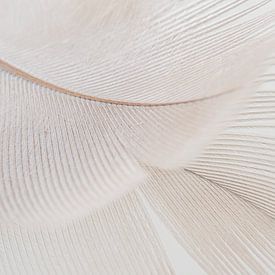Abstract calming lines: a feather by Marjolijn van den Berg
