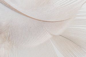 Abstrakte beruhigende Linien: eine Feder