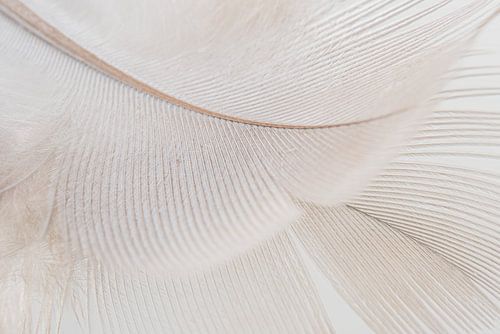 Abstract rustgevend lijnenspel: een veertje