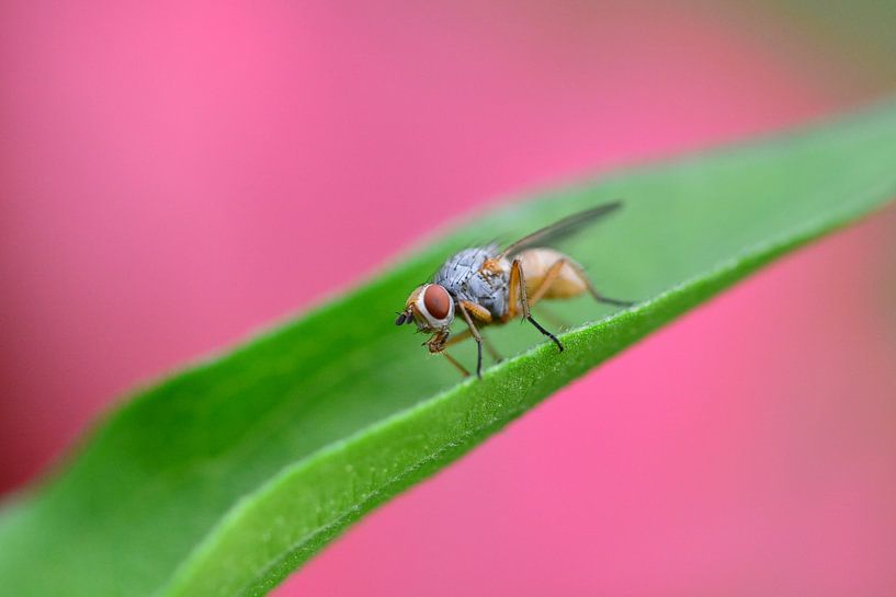 miracle eating insect by Wendy Verhoeven