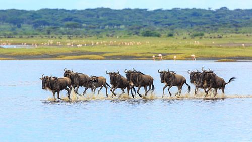 Gnoes galopperend door het meer