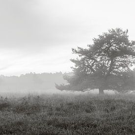 Tree in the fog. by delkimdave Van Haren