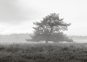 Boom in de mist.