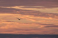 Meeuwsilhouet in avondrood