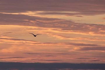 Gull silhouette in evening red by Swirling Entities