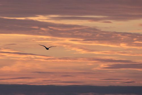 Gull silhouette in evening red