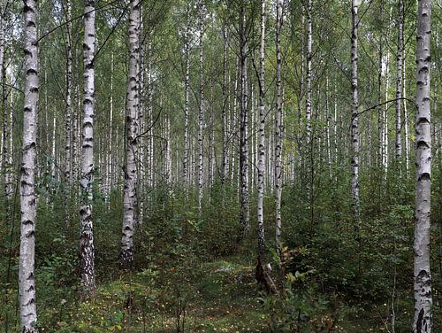 Stammen in Zweeds berkenbos