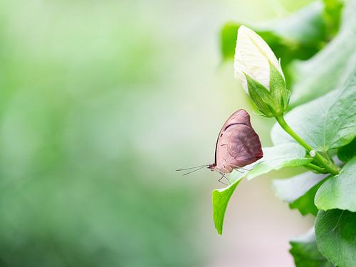 Flugbereit - Vlindertuin Orchideeënhoeve