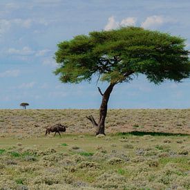 Gnu auf Steppe von Mathew Koster